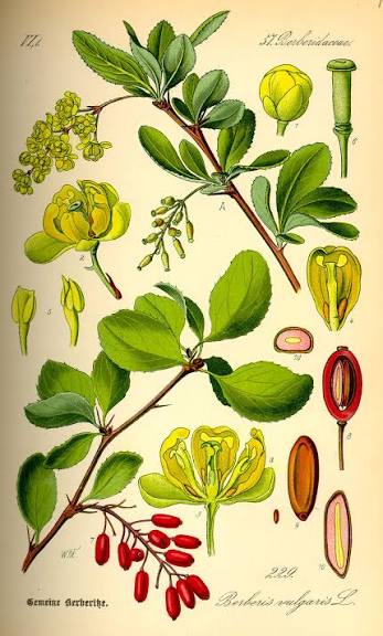 Berberis vulgaris - Wikipedia
