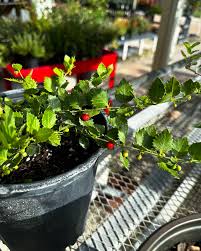 Image result for Crossopetalum