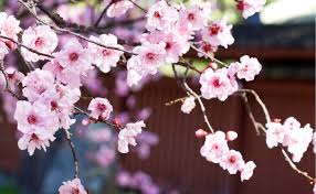 One of the prettiest sights of the gardening year is the show provided by spring flowering trees. Japanese Cherry Blossom Burke S Backyard