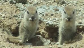 Young males leave the colony, while young females remain in the colonies to which they were born. Round Tailed Ground Squirrels At San Tan Mountain Park Queen Creek Arizona Queen Creek Arizona Mountain Park Queen Creek