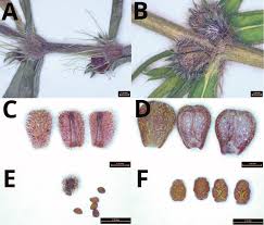 Image result for Hexasepalum sarmentosum