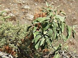 Image result for Phragmanthera