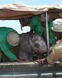 Sheldrick Wildlife Trust added... - Sheldrick Wildlife Trust