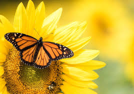 Si queres tener una coleccion grande de imagenes de mariposas, pues aqui tienes tu aplicacion, ya que con imagenes de mariposas tendras acceso a una amplia y muy grande galeria de fotos de mariposas de todas las especies y de todos los colores, mariposas muy chidas y divertidas. Mariposas Califican Para Proteccion Pero Seran Quitadas De La Lista