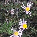 Image result for Felicia muricata