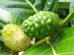 Image result for Morinda angolensis