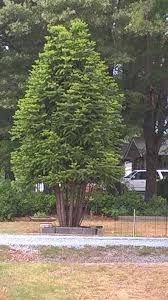 A small trim won't harm fruit trees, but it can reduce the amount of fruit they grow. Is It Yew Woodland Shade Gardening