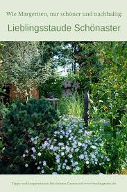 Lieblingsstauden Schon Schoner Schonaster Berlingarten Stauden Bluhende Pflanzen Garten