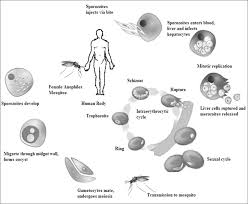 The parasites continue to infect red blood cells, resulting in symptoms that occur in cycles that some malarial parasites can enter the body but will be dormant for long periods of time. Journal Of Tropical Diseases And Medicine Open Access Pub
