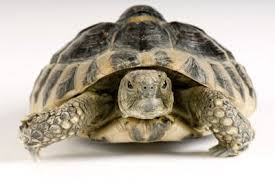 You will get your answer if you look at the guiness records for the longest breath held. What Animal Can Hold Its Breath Longest Howstuffworks