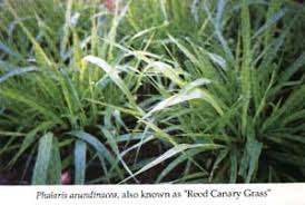 How to identify the san pedro cactus. Smokable Dimethyltryptamine From Organic Sources