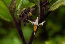 Image result for Solanum anguivi