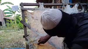 Rebusan kambing tradisional ala basque. Cara Menyamak Kulit Kambing Secara Tradisional Tutorial Nyamak Kulit Youtube