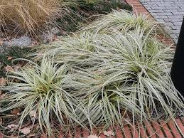 Image result for Carex mannii