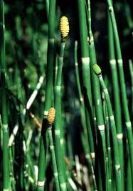 Image result for Equisetaceae