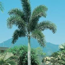 Image result for Wodyetia bifurcata