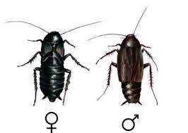 Fiches Descriptives Sur Les Insectes Nuisibles