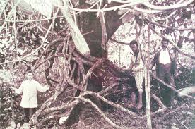 Image result for Landolphia foretiana