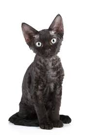 Instead, periodic brushing is all they need to keep their coats healthy and to reduce shedding. Black Cat Breeds 11 Breeds With Gorgeous Dark Coats