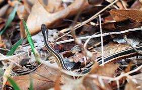 There is no exact number or count of these snakes recorded. Northern Ribbon Snake Thamnophis Sauritus Septentrionalis Reptile