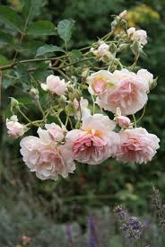 Bildergalerie Mein Schoner Garten Blumen Rosen Pinke Rosen Kletterrosen