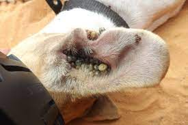 Comment enlever une tique sur un chien ! Maladie De Lyme Une Application Pour Signaler Les Tiques Metropolitain