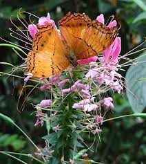 Cameron highlands butterfly farm schmolphin travels lingers. File Butterfly At Butterfly Farm Near Brinchang Cameron Highlands Malaysia 03 34725143114 Jpg Wikimedia Commons
