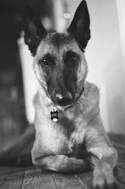 We did not find results for: My Beautiful Kiba She S A Big Baby Belgian Malinois Doggos
