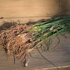 In georgia 60,000 to 80,000 plants for each acre of land is ideal whereas around 100,000 bulbs are in focus in texas. What Is Wild Onion Grass How Do You Control This Plant Dengarden