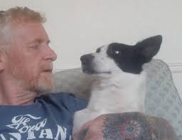 Border collies herding sheep into taxi