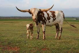 Texas Longhorn Cow And Calf Cow Calf Longhorn Cow Longhorn Cattle