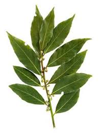 How To Dry Bay Leaves Bay Laurel Tree Leaves Laurel Tree