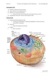 Compare animal cells with plant cells. Describe The Organelles Of A Eukaryotic Cell