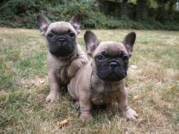 Black And Brown French Bulldog Puppies Black Mask Fawn French Bulldog Bulldog Puppies Fawn French Bulldog French Bulldog Puppies
