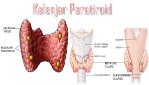 Kelenjar posterior pituitari menghasilkan hormon oksitosin dan. Kelenjar Paratiroid Pengertian Letak Jumlah Fungsi Dan Struktur Kelenjar Paratiroid Pada Manusia Lengkap Sekolahan Co Id
