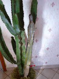 Les spores de champignons sont abondants dans l'atmosphère et se développent sur les plantes, surtout dans les endroits ombrageux où la température diurnes et nocturnes sont identiques. Euphorbia Candelabrum