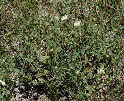 Image result for Sida javensis