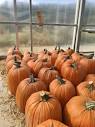 What's The Most You've Ever Paid For A Pumpkin? - One Hundred ...