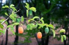 Image result for Fernandoa magnifica