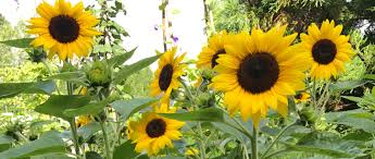 We did not find results for: The 10 Easiest Flowers To Grow From Seeds