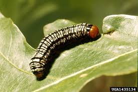 Black And White Striped Caterpillar With Orange Dots Zebra Caterpillar Wikipedia