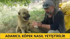 Kopeginizi Nasil Adamcil Yaparsiniz Adamcil Kopek Nasil Normallestirilir Youtube