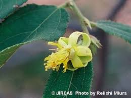 Image result for Grewia flavescens
