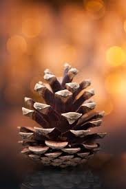 Pomme De Pin Autumn Photography Autumn Aesthetic Pine Cones