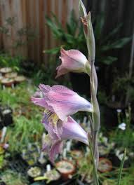 Image result for Gladiolus hollandii
