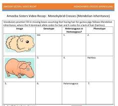 Fill in the below chart to help you organize what was visited! Amoeba Sisters Monohybrid Worksheet Answers Displaying 8 Worksheets For Amoeba Sisters Monohybrid Crosses