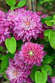 Chelsea Flower Show 2013: La planta del año