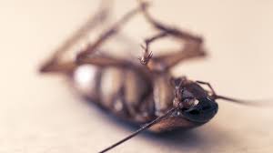 We did not find results for: Kecoak Orthoptera Mati Foto Gratis Di Pixabay