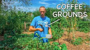 Quite a few scientists are interested in the coffee question too, as i found several scientific studies concerning the use of coffee grounds in the garden. 19 Top Tips For Using Coffee Grounds In The Garden Gardening