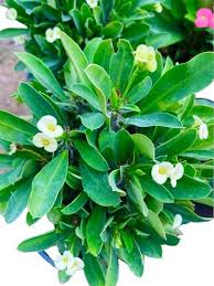 Image result for Euphorbia dawei